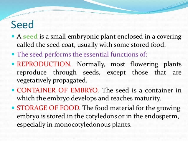 Seed Seed