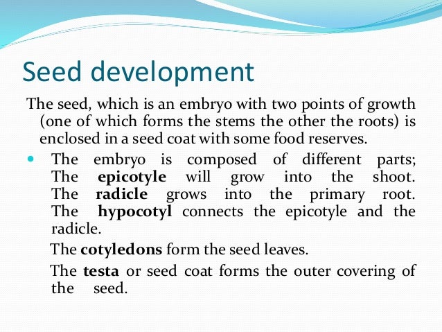Seed Seed