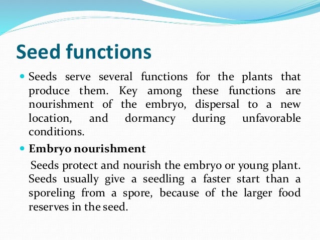 Seed Seed