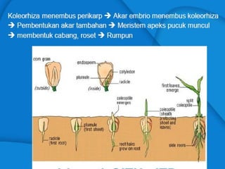 Iriawati, SITH - ITB 12
 