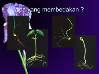 Apa yang membedakan ?
14
 