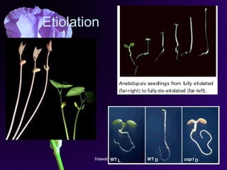 Iriawati, SITH - ITB 15
Etiolation
 