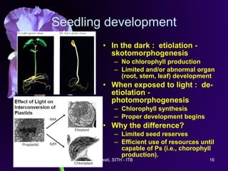 Iriawati, SITH - ITB 16
Seedling development
• In the dark : etiolation -
skotomorphogenesis
– No chlorophyll production
– Limited and/or abnormal organ
(root, stem, leaf) development
• When exposed to light : de-
etiolation -
photomorphogenesis
– Chlorophyll synthesis
– Proper development begins
• Why the difference?
– Limited seed reserves
– Efficient use of resources until
capable of Ps (i.e., chorophyll
production).
 