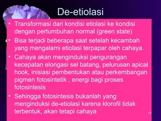 De-etiolasi
• Transformasi dari kondisi etiolasi ke kondisi
dengan pertumbuhan normal (green state)
• Bisa terjadi beberapa saat setelah kecambah
yang mengalami etiolasi terpapar oleh cahaya.
• Cahaya akan menginduksi pengurangan
kecepatan elongasi sel batang, pelurusan apical
hook, inisiasi pembentukan atau perkembangan
pigmen fotosintetik , energi bagi proses
fotosintesis
• Sehingga fotosintesis bukanlah yang
menginduksi de-etiolasi karena klorofil tidak
terbentuk, akan tetapi cahaya 17
 