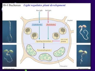 Iriawati, SITH - ITB 18
 