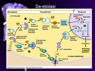 Iriawati, SITH - ITB 19
De-etiolasi
 