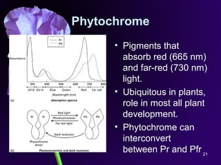 21
Phytochrome
• Pigments that
absorb red (665 nm)
and far-red (730 nm)
light.
• Ubiquitous in plants,
role in most all plant
development.
• Phytochrome can
interconvert
between Pr and Pfr
 