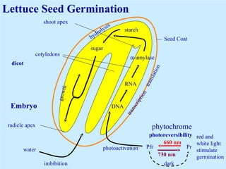Iriawati, SITH - ITB 23
Lettuce Seed Germination
660 nm
730 nm
dark
Seed Coat
translation
transcription
hydrolysis
starch
sugar
α-amylase
RNA
DNA
imbibition
water
radicle apex
shoot apex
growthdicot
photoreversibility
Pfr Prphotoactivation
Embryo
phytochrome
red and
white light
stimulate
germination
cotyledons
 