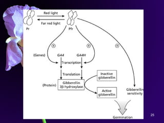 Iriawati, SITH - ITB 25
 