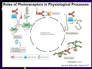 Iriawati, SITH - ITB 4
 