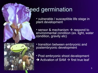 5
Seed germination
• vulnerable / susceptible life stage in
plant development
• sensor & mechanism  respond to
environmental condition (ex. light, water
condition, gravity etc)
• transition between embryonic and
postembryonic development
• Post embryonic shoot development
 Activation of SAM  first true leaf
 