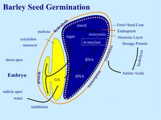 Iriawati, SITH - ITB 7
Storage Protein
Amino Acids
Barley Seed Germination
Fruit+Seed Coat
Endosperm
Aleurone Layer
hydrolysis
translation
transcription
hydrolysis
sugar
α-amylase
RNA
DNA
GA
imbibition
water
radicle apex
shoot apex
growthcotyledon
monocot
maltose
Embryo
exocytosis
starch
Amino Acids
Storage Protein
 