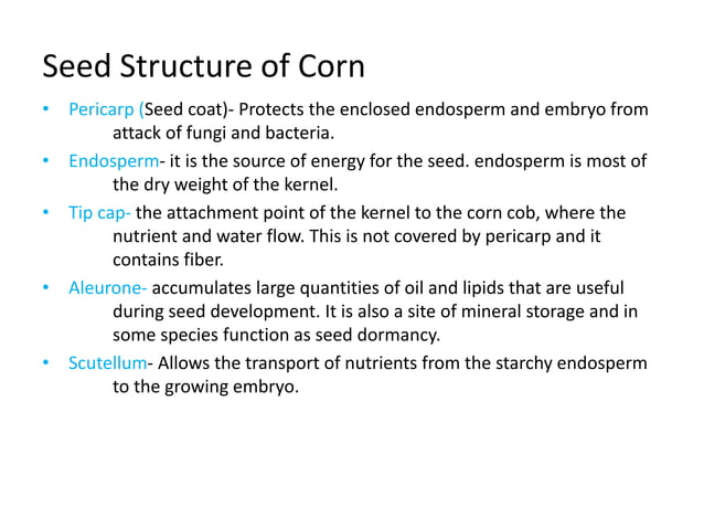 Advanced Physiology-of-Corn-Zea-Maize.pptx