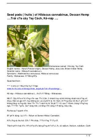 Seed pods ( fruits ) of Hibiscus cannabinus, Deccan Hemp
….Trái c?a cây ?ay Cách, Kê-náp ….




                                               Vietnamese named : Kê-náp, ?ay Cách
English names : Kenaf (Persian origin), Deccan Hemp, Java Jute, Brown Indian Hemp.
Scientist name : HibiscuS cannabinus L.
Synonyms : Abelmoschus verrucusus, Hibiscus verrucusus
Family : Malvaceae. H? Bông B?p

Searched from :

**** Y H?C C? TRUY?N TU? T?NH
www.lrc-tnu.edu.vn/dongy/show_target.plx?url=/thuocdongy/…

Kê náp – Hibiscus cannabinus L., thu?c h? Bông – Malvaceae.

Mô t?: Cây th?o m?c h?ng n?m cao ??n 3,5m, ít nhánh hay có khi không nhánh do tr?ng sít
nhau; thân có gai nh?, hay không có. Lá có phi?n to 10-15cm, th??ng chia 3-5 thu?, g?n nh?
không lông; cu?ng dài. Hoa ??n ??c ? nách lá; lá ?ài ph? 7-10, cao 7-10mm; tràng tr?ng hay
ngà, ?? ??m ? gi?a. Qu? nang tròn, có lông n?m vàng; h?t bóng, màu nâu.

Ra hoa qu? quanh n?m.

B? ph?n dùng: Lá, h?t – Folium et Semen Hibisci Cannabini.

N?i s?ng và thu hái: G?c ? Phi châu, ???c tr?ng ?? l?y s?i.

Thành ph?n hoá h?c: H?t ch?a d?u béo gi?ng nh? d?u L?c, có radium, thorium, rubidium. Cánh



                                                                                       1/5
 