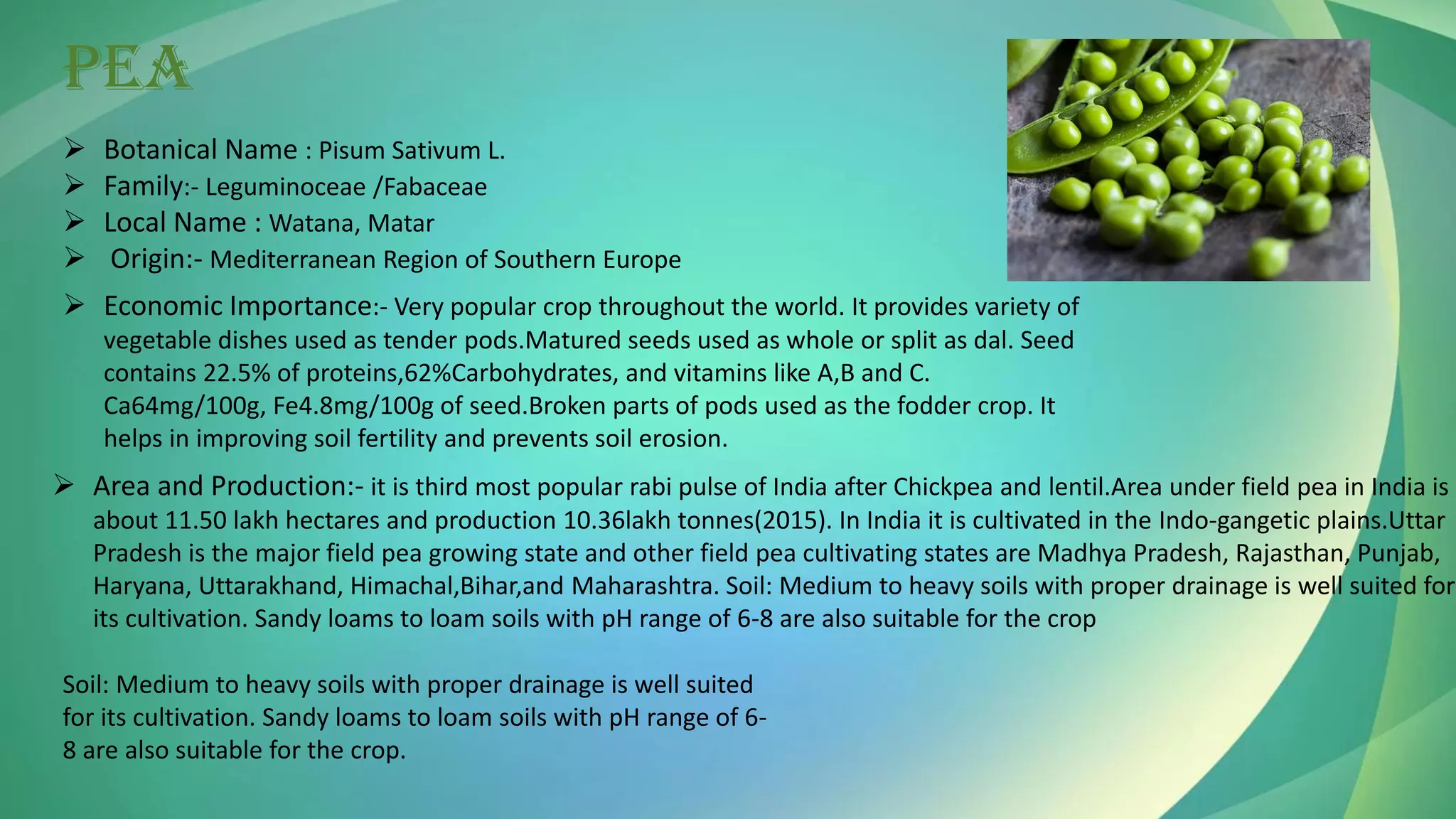 PEA
➢ Botanical Name : Pisum Sativum L.
➢ Family:- Leguminoceae /Fabaceae
➢ Local Name : Watana, Matar
➢ Origin:- Mediterranean Region of Southern Europe
➢ Economic Importance:- Very popular crop throughout the world. It provides variety of
vegetable dishes used as tender pods.Matured seeds used as whole or split as dal. Seed
contains 22.5% of proteins,62%Carbohydrates, and vitamins like A,B and C.
Ca64mg/100g, Fe4.8mg/100g of seed.Broken parts of pods used as the fodder crop. It
helps in improving soil fertility and prevents soil erosion.
➢ Area and Production:- it is third most popular rabi pulse of India after Chickpea and lentil.Area under field pea in India is
about 11.50 lakh hectares and production 10.36lakh tonnes(2015). In India it is cultivated in the Indo-gangetic plains.Uttar
Pradesh is the major field pea growing state and other field pea cultivating states are Madhya Pradesh, Rajasthan, Punjab,
Haryana, Uttarakhand, Himachal,Bihar,and Maharashtra. Soil: Medium to heavy soils with proper drainage is well suited for
its cultivation. Sandy loams to loam soils with pH range of 6-8 are also suitable for the crop
Soil: Medium to heavy soils with proper drainage is well suited
for its cultivation. Sandy loams to loam soils with pH range of 6-
8 are also suitable for the crop.
 