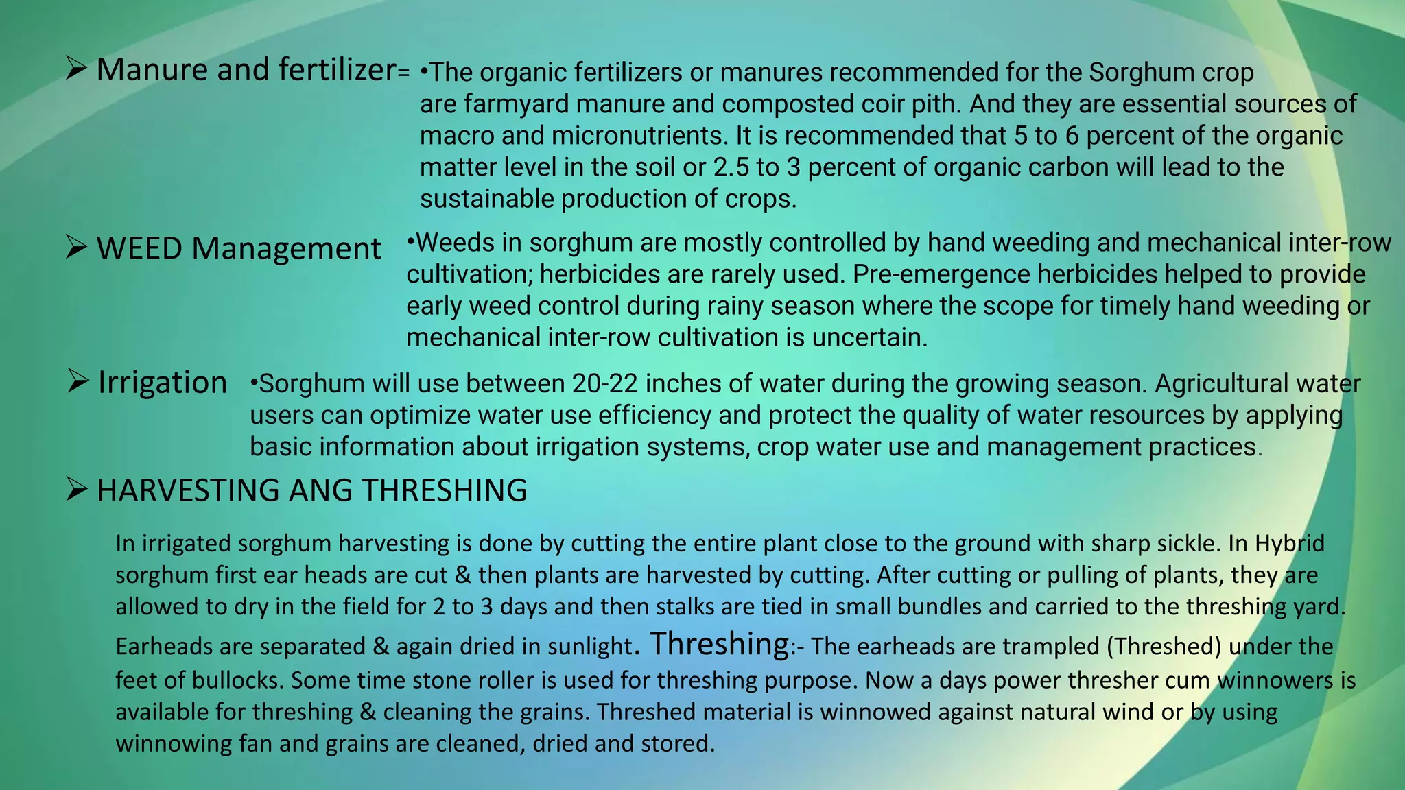 ➢Manure and fertilizer= •The organic fertilizers or manures recommended for the Sorghum crop
are farmyard manure and composted coir pith. And they are essential sources of
macro and micronutrients. It is recommended that 5 to 6 percent of the organic
matter level in the soil or 2.5 to 3 percent of organic carbon will lead to the
sustainable production of crops.
➢WEED Management •Weeds in sorghum are mostly controlled by hand weeding and mechanical inter-row
cultivation; herbicides are rarely used. Pre-emergence herbicides helped to provide
early weed control during rainy season where the scope for timely hand weeding or
mechanical inter-row cultivation is uncertain.
•Sorghum will use between 20-22 inches of water during the growing season. Agricultural water
users can optimize water use efficiency and protect the quality of water resources by applying
basic information about irrigation systems, crop water use and management practices.
➢Irrigation
➢HARVESTING ANG THRESHING
In irrigated sorghum harvesting is done by cutting the entire plant close to the ground with sharp sickle. In Hybrid
sorghum first ear heads are cut & then plants are harvested by cutting. After cutting or pulling of plants, they are
allowed to dry in the field for 2 to 3 days and then stalks are tied in small bundles and carried to the threshing yard.
Earheads are separated & again dried in sunlight. Threshing:- The earheads are trampled (Threshed) under the
feet of bullocks. Some time stone roller is used for threshing purpose. Now a days power thresher cum winnowers is
available for threshing & cleaning the grains. Threshed material is winnowed against natural wind or by using
winnowing fan and grains are cleaned, dried and stored.
 