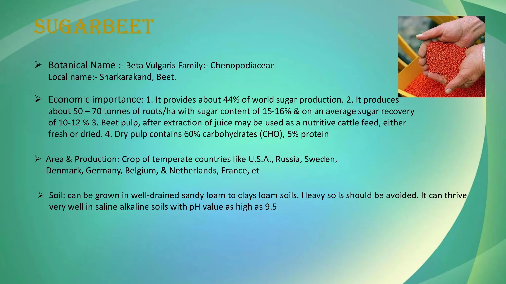 SUGARBEET
➢ Botanical Name :- Beta Vulgaris Family:- Chenopodiaceae
Local name:- Sharkarakand, Beet.
➢ Economic importance: 1. It provides about 44% of world sugar production. 2. It produces
about 50 – 70 tonnes of roots/ha with sugar content of 15-16% & on an average sugar recovery
of 10-12 % 3. Beet pulp, after extraction of juice may be used as a nutritive cattle feed, either
fresh or dried. 4. Dry pulp contains 60% carbohydrates (CHO), 5% protein
➢ Area & Production: Crop of temperate countries like U.S.A., Russia, Sweden,
Denmark, Germany, Belgium, & Netherlands, France, et
➢ Soil: can be grown in well-drained sandy loam to clays loam soils. Heavy soils should be avoided. It can thrive
very well in saline alkaline soils with pH value as high as 9.5
 