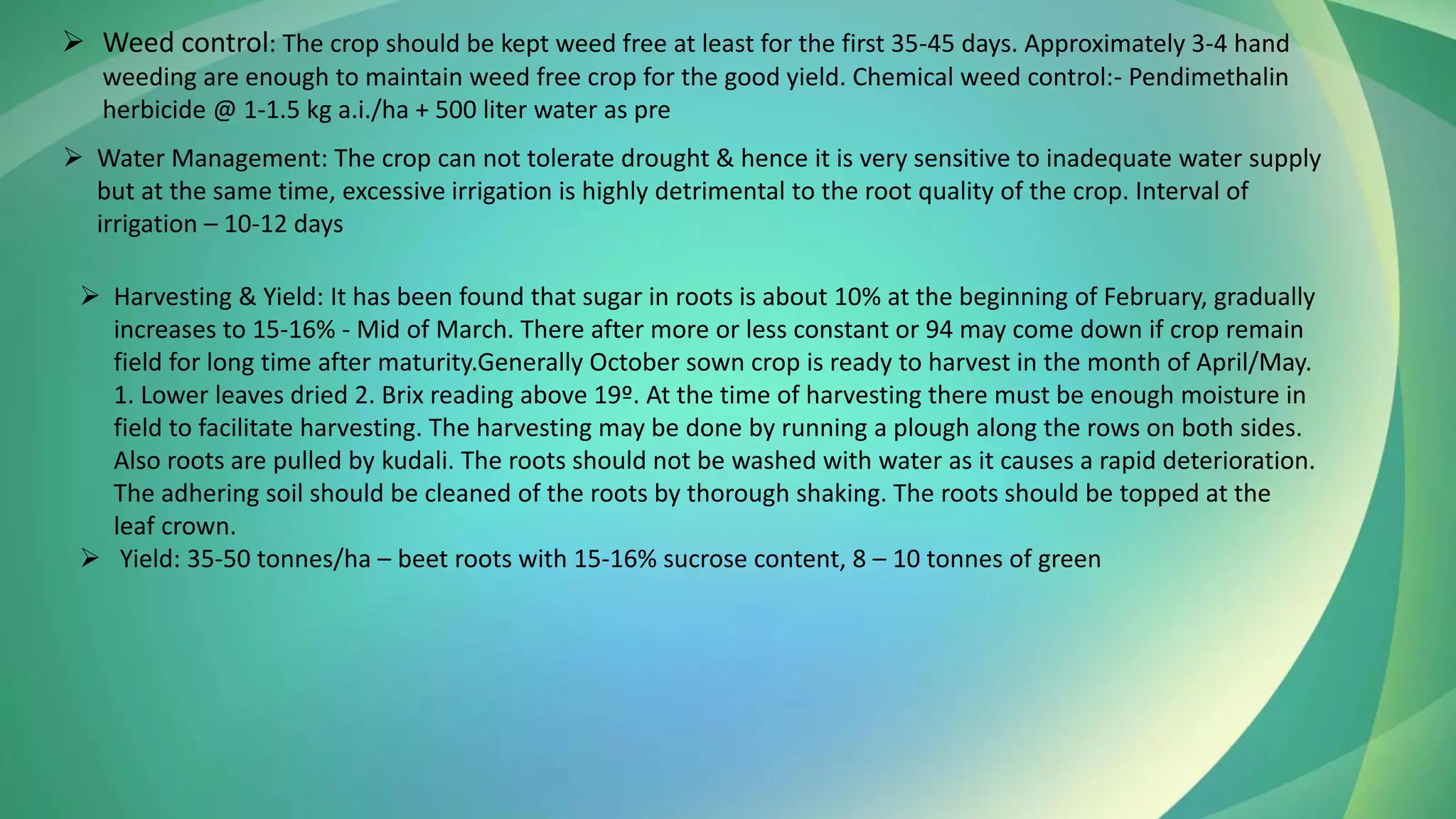 ➢ Weed control: The crop should be kept weed free at least for the first 35-45 days. Approximately 3-4 hand
weeding are enough to maintain weed free crop for the good yield. Chemical weed control:- Pendimethalin
herbicide @ 1-1.5 kg a.i./ha + 500 liter water as pre
➢ Water Management: The crop can not tolerate drought & hence it is very sensitive to inadequate water supply
but at the same time, excessive irrigation is highly detrimental to the root quality of the crop. Interval of
irrigation – 10-12 days
➢ Harvesting & Yield: It has been found that sugar in roots is about 10% at the beginning of February, gradually
increases to 15-16% - Mid of March. There after more or less constant or 94 may come down if crop remain
field for long time after maturity.Generally October sown crop is ready to harvest in the month of April/May.
1. Lower leaves dried 2. Brix reading above 19º. At the time of harvesting there must be enough moisture in
field to facilitate harvesting. The harvesting may be done by running a plough along the rows on both sides.
Also roots are pulled by kudali. The roots should not be washed with water as it causes a rapid deterioration.
The adhering soil should be cleaned of the roots by thorough shaking. The roots should be topped at the
leaf crown.
➢ Yield: 35-50 tonnes/ha – beet roots with 15-16% sucrose content, 8 – 10 tonnes of green
 