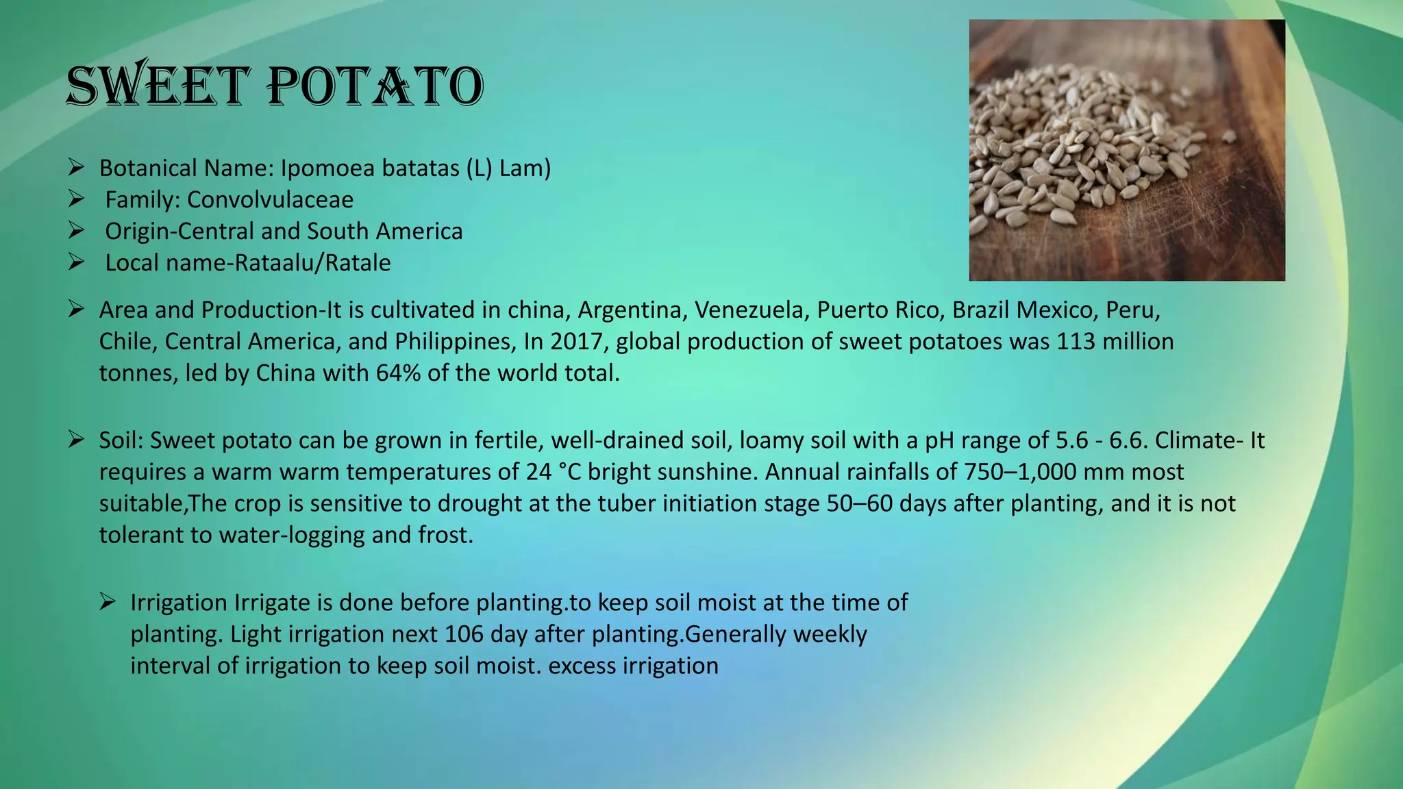 SWEET POTATO
➢ Botanical Name: Ipomoea batatas (L) Lam)
➢ Family: Convolvulaceae
➢ Origin-Central and South America
➢ Local name-Rataalu/Ratale
➢ Area and Production-It is cultivated in china, Argentina, Venezuela, Puerto Rico, Brazil Mexico, Peru,
Chile, Central America, and Philippines, In 2017, global production of sweet potatoes was 113 million
tonnes, led by China with 64% of the world total.
➢ Soil: Sweet potato can be grown in fertile, well-drained soil, loamy soil with a pH range of 5.6 - 6.6. Climate- It
requires a warm warm temperatures of 24 °C bright sunshine. Annual rainfalls of 750–1,000 mm most
suitable,The crop is sensitive to drought at the tuber initiation stage 50–60 days after planting, and it is not
tolerant to water-logging and frost.
➢ Irrigation Irrigate is done before planting.to keep soil moist at the time of
planting. Light irrigation next 106 day after planting.Generally weekly
interval of irrigation to keep soil moist. excess irrigation
 