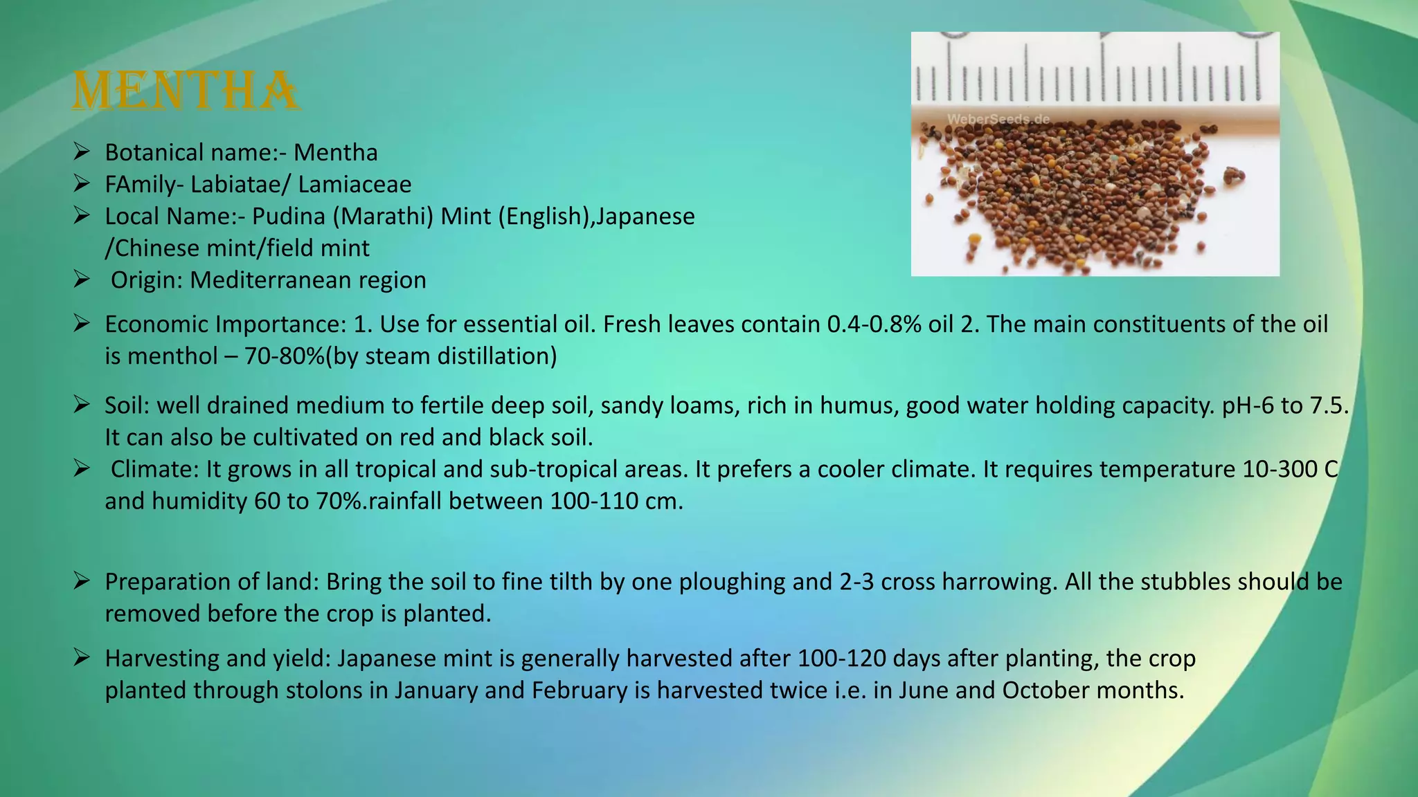 MENTHA
➢ Botanical name:- Mentha
➢ FAmily- Labiatae/ Lamiaceae
➢ Local Name:- Pudina (Marathi) Mint (English),Japanese
/Chinese mint/field mint
➢ Origin: Mediterranean region
➢ Economic Importance: 1. Use for essential oil. Fresh leaves contain 0.4-0.8% oil 2. The main constituents of the oil
is menthol – 70-80%(by steam distillation)
➢ Soil: well drained medium to fertile deep soil, sandy loams, rich in humus, good water holding capacity. pH-6 to 7.5.
It can also be cultivated on red and black soil.
➢ Climate: It grows in all tropical and sub-tropical areas. It prefers a cooler climate. It requires temperature 10-300 C
and humidity 60 to 70%.rainfall between 100-110 cm.
➢ Preparation of land: Bring the soil to fine tilth by one ploughing and 2-3 cross harrowing. All the stubbles should be
removed before the crop is planted.
➢ Harvesting and yield: Japanese mint is generally harvested after 100-120 days after planting, the crop
planted through stolons in January and February is harvested twice i.e. in June and October months.
 