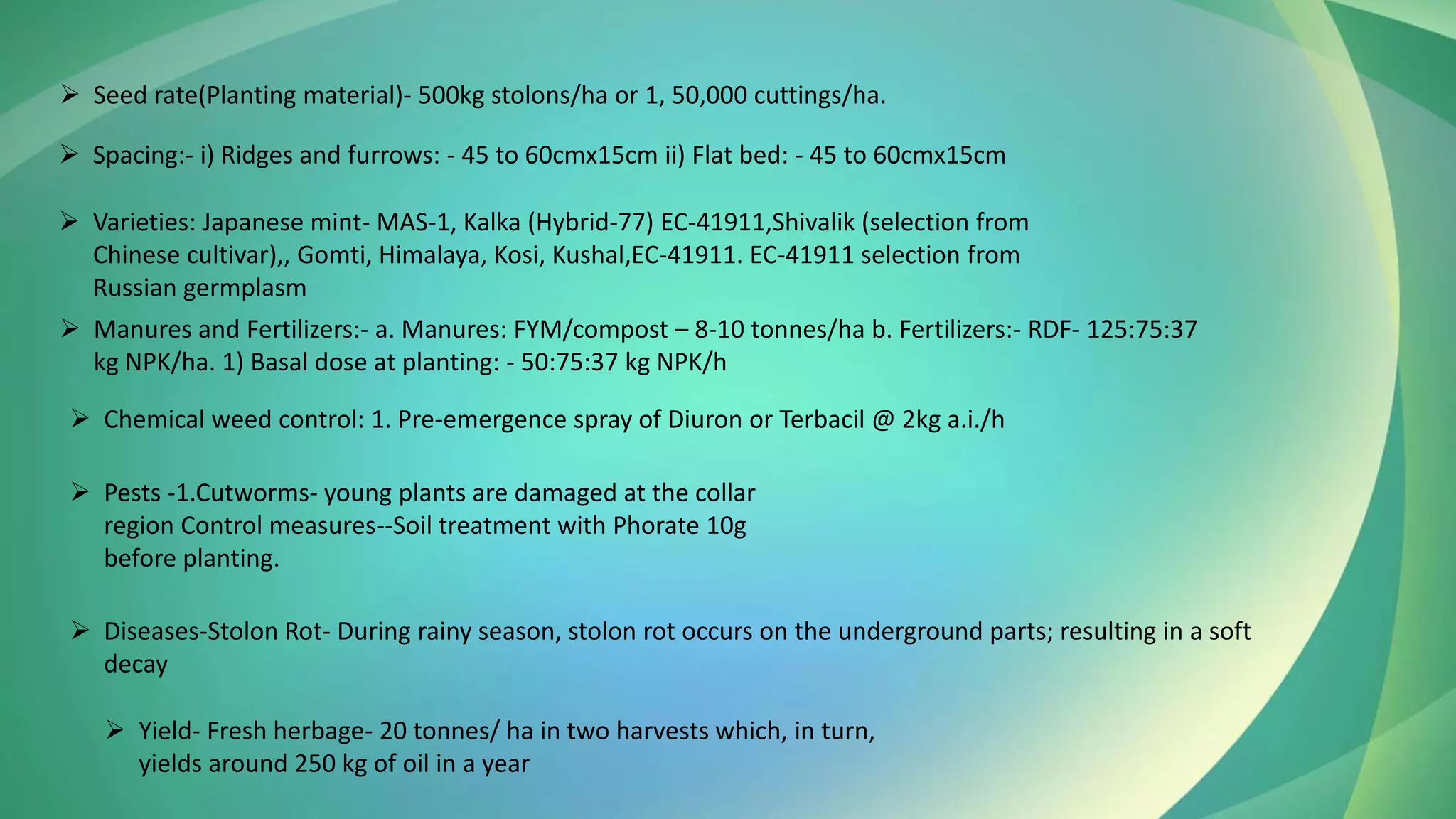 ➢ Seed rate(Planting material)- 500kg stolons/ha or 1, 50,000 cuttings/ha.
➢ Spacing:- i) Ridges and furrows: - 45 to 60cmx15cm ii) Flat bed: - 45 to 60cmx15cm
➢ Varieties: Japanese mint- MAS-1, Kalka (Hybrid-77) EC-41911,Shivalik (selection from
Chinese cultivar),, Gomti, Himalaya, Kosi, Kushal,EC-41911. EC-41911 selection from
Russian germplasm
➢ Manures and Fertilizers:- a. Manures: FYM/compost – 8-10 tonnes/ha b. Fertilizers:- RDF- 125:75:37
kg NPK/ha. 1) Basal dose at planting: - 50:75:37 kg NPK/h
➢ Chemical weed control: 1. Pre-emergence spray of Diuron or Terbacil @ 2kg a.i./h
➢ Pests -1.Cutworms- young plants are damaged at the collar
region Control measures--Soil treatment with Phorate 10g
before planting.
➢ Diseases-Stolon Rot- During rainy season, stolon rot occurs on the underground parts; resulting in a soft
decay
➢ Yield- Fresh herbage- 20 tonnes/ ha in two harvests which, in turn,
yields around 250 kg of oil in a year
 