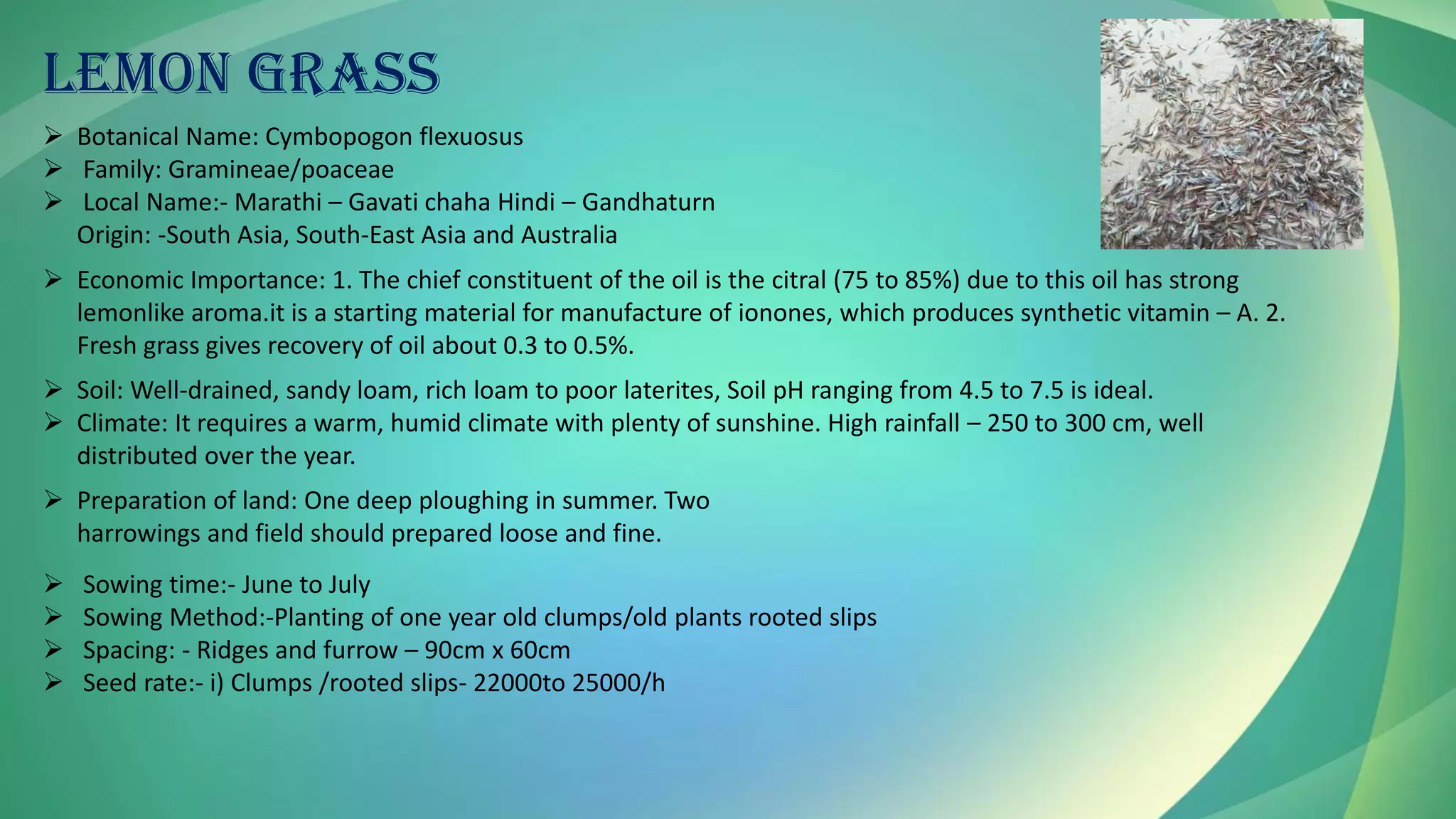 LEMON GRASS
➢ Botanical Name: Cymbopogon flexuosus
➢ Family: Gramineae/poaceae
➢ Local Name:- Marathi – Gavati chaha Hindi – Gandhaturn
Origin: -South Asia, South-East Asia and Australia
➢ Economic Importance: 1. The chief constituent of the oil is the citral (75 to 85%) due to this oil has strong
lemonlike aroma.it is a starting material for manufacture of ionones, which produces synthetic vitamin – A. 2.
Fresh grass gives recovery of oil about 0.3 to 0.5%.
➢ Soil: Well-drained, sandy loam, rich loam to poor laterites, Soil pH ranging from 4.5 to 7.5 is ideal.
➢ Climate: It requires a warm, humid climate with plenty of sunshine. High rainfall – 250 to 300 cm, well
distributed over the year.
➢ Preparation of land: One deep ploughing in summer. Two
harrowings and field should prepared loose and fine.
➢ Sowing time:- June to July
➢ Sowing Method:-Planting of one year old clumps/old plants rooted slips
➢ Spacing: - Ridges and furrow – 90cm x 60cm
➢ Seed rate:- i) Clumps /rooted slips- 22000to 25000/h
 