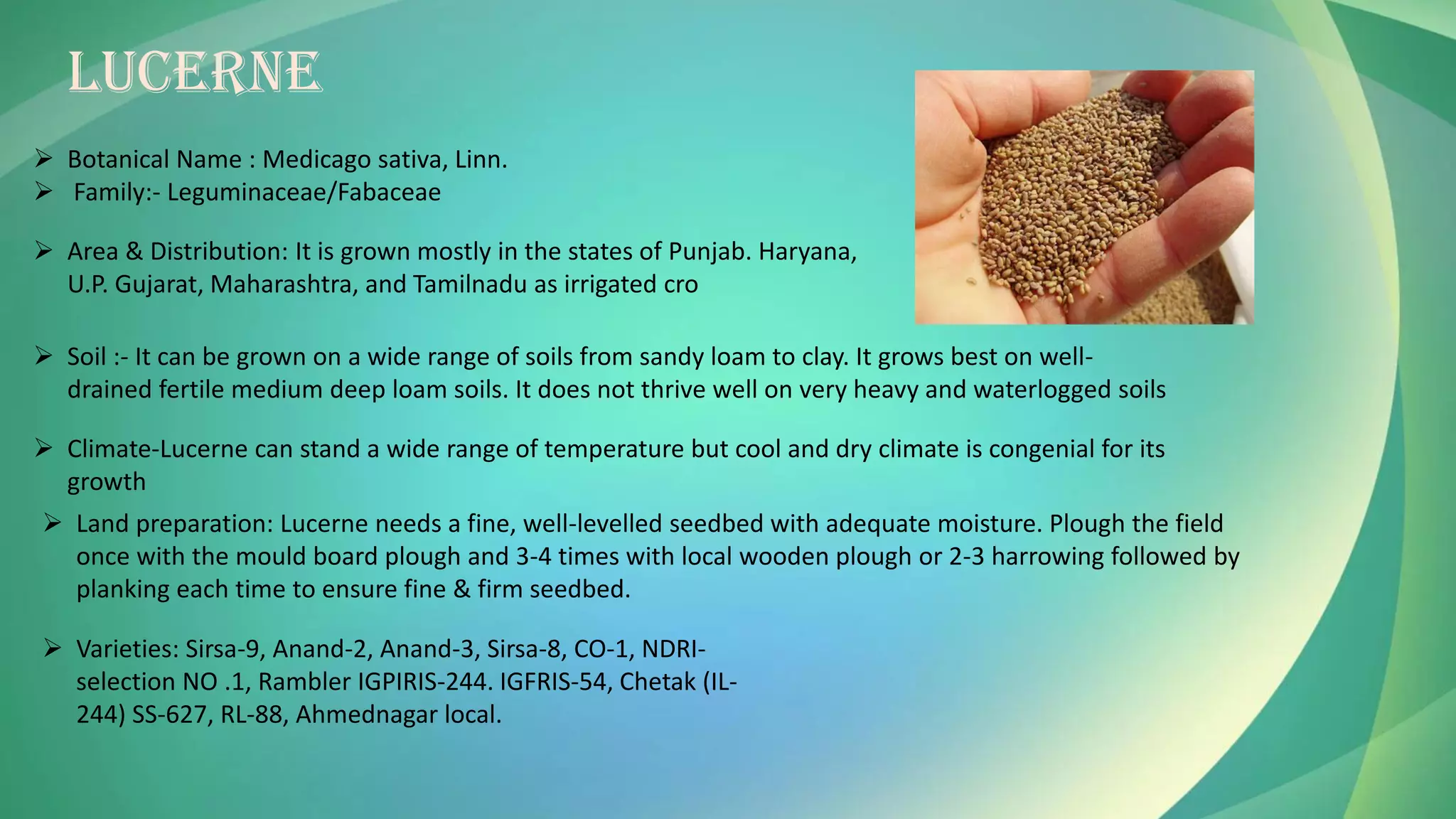 LUCERNE
➢ Botanical Name : Medicago sativa, Linn.
➢ Family:- Leguminaceae/Fabaceae
➢ Area & Distribution: It is grown mostly in the states of Punjab. Haryana,
U.P. Gujarat, Maharashtra, and Tamilnadu as irrigated cro
➢ Soil :- It can be grown on a wide range of soils from sandy loam to clay. It grows best on well-
drained fertile medium deep loam soils. It does not thrive well on very heavy and waterlogged soils
➢ Climate-Lucerne can stand a wide range of temperature but cool and dry climate is congenial for its
growth
➢ Land preparation: Lucerne needs a fine, well-levelled seedbed with adequate moisture. Plough the field
once with the mould board plough and 3-4 times with local wooden plough or 2-3 harrowing followed by
planking each time to ensure fine & firm seedbed.
➢ Varieties: Sirsa-9, Anand-2, Anand-3, Sirsa-8, CO-1, NDRI-
selection NO .1, Rambler IGPIRIS-244. IGFRIS-54, Chetak (IL-
244) SS-627, RL-88, Ahmednagar local.
 