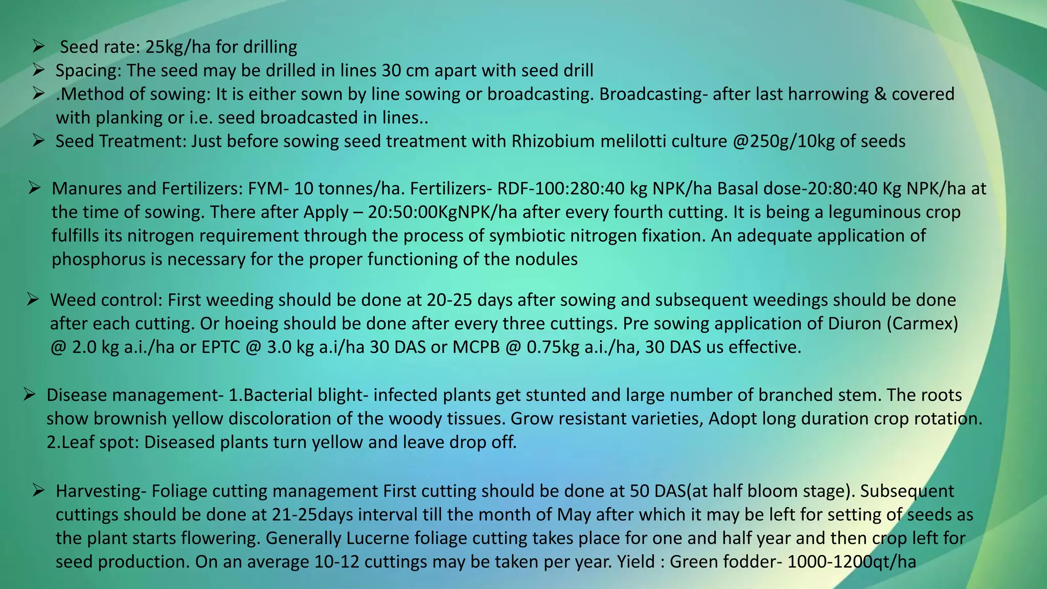 ➢ Seed rate: 25kg/ha for drilling
➢ Spacing: The seed may be drilled in lines 30 cm apart with seed drill
➢ .Method of sowing: It is either sown by line sowing or broadcasting. Broadcasting- after last harrowing & covered
with planking or i.e. seed broadcasted in lines..
➢ Seed Treatment: Just before sowing seed treatment with Rhizobium melilotti culture @250g/10kg of seeds
➢ Manures and Fertilizers: FYM- 10 tonnes/ha. Fertilizers- RDF-100:280:40 kg NPK/ha Basal dose-20:80:40 Kg NPK/ha at
the time of sowing. There after Apply – 20:50:00KgNPK/ha after every fourth cutting. It is being a leguminous crop
fulfills its nitrogen requirement through the process of symbiotic nitrogen fixation. An adequate application of
phosphorus is necessary for the proper functioning of the nodules
➢ Weed control: First weeding should be done at 20-25 days after sowing and subsequent weedings should be done
after each cutting. Or hoeing should be done after every three cuttings. Pre sowing application of Diuron (Carmex)
@ 2.0 kg a.i./ha or EPTC @ 3.0 kg a.i/ha 30 DAS or MCPB @ 0.75kg a.i./ha, 30 DAS us effective.
➢ Disease management- 1.Bacterial blight- infected plants get stunted and large number of branched stem. The roots
show brownish yellow discoloration of the woody tissues. Grow resistant varieties, Adopt long duration crop rotation.
2.Leaf spot: Diseased plants turn yellow and leave drop off.
➢ Harvesting- Foliage cutting management First cutting should be done at 50 DAS(at half bloom stage). Subsequent
cuttings should be done at 21-25days interval till the month of May after which it may be left for setting of seeds as
the plant starts flowering. Generally Lucerne foliage cutting takes place for one and half year and then crop left for
seed production. On an average 10-12 cuttings may be taken per year. Yield : Green fodder- 1000-1200qt/ha
 