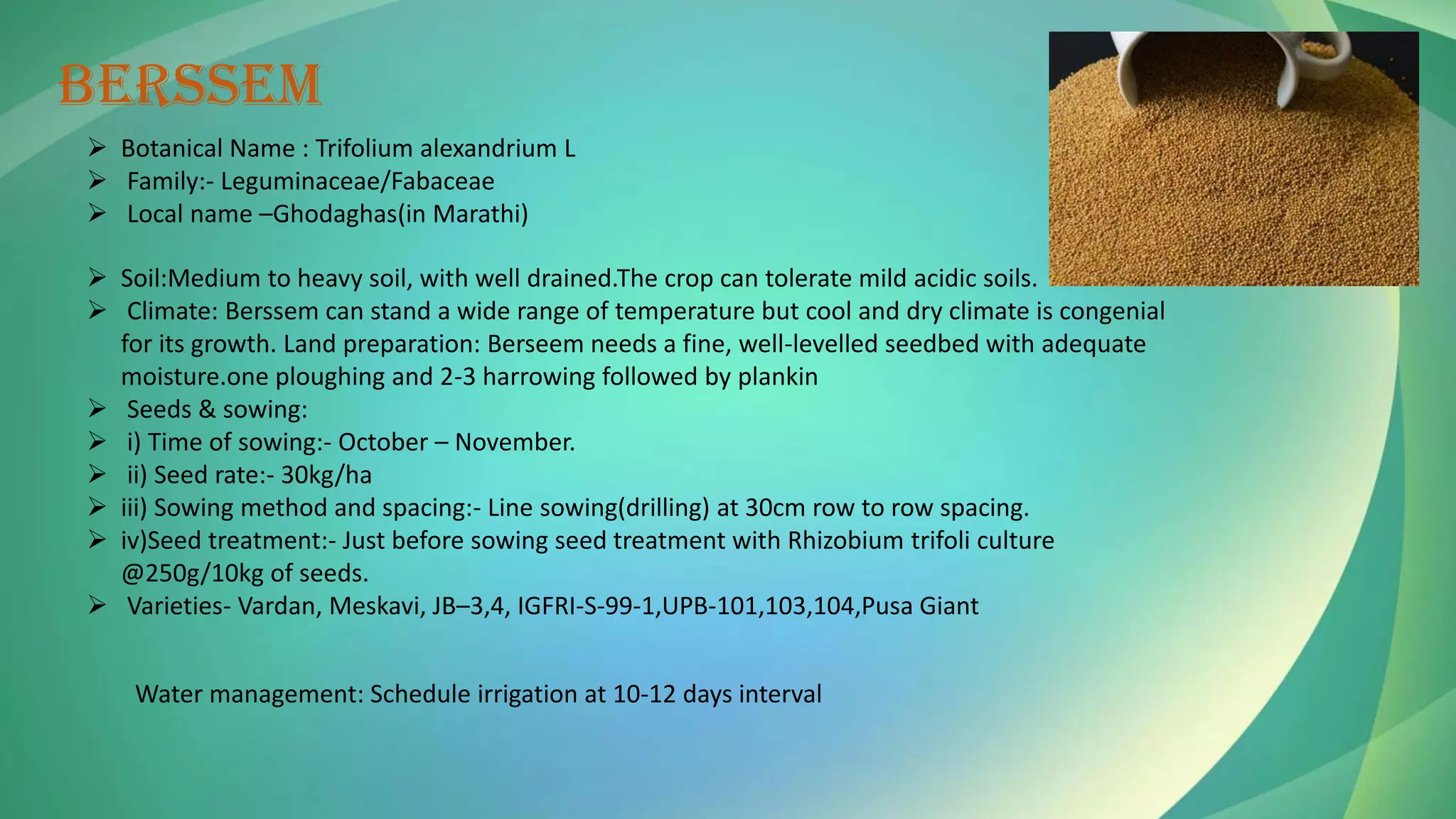 BERSSEM
➢ Botanical Name : Trifolium alexandrium L
➢ Family:- Leguminaceae/Fabaceae
➢ Local name –Ghodaghas(in Marathi)
➢ Soil:Medium to heavy soil, with well drained.The crop can tolerate mild acidic soils.
➢ Climate: Berssem can stand a wide range of temperature but cool and dry climate is congenial
for its growth. Land preparation: Berseem needs a fine, well-levelled seedbed with adequate
moisture.one ploughing and 2-3 harrowing followed by plankin
➢ Seeds & sowing:
➢ i) Time of sowing:- October – November.
➢ ii) Seed rate:- 30kg/ha
➢ iii) Sowing method and spacing:- Line sowing(drilling) at 30cm row to row spacing.
➢ iv)Seed treatment:- Just before sowing seed treatment with Rhizobium trifoli culture
@250g/10kg of seeds.
➢ Varieties- Vardan, Meskavi, JB–3,4, IGFRI-S-99-1,UPB-101,103,104,Pusa Giant
Water management: Schedule irrigation at 10-12 days interval
 