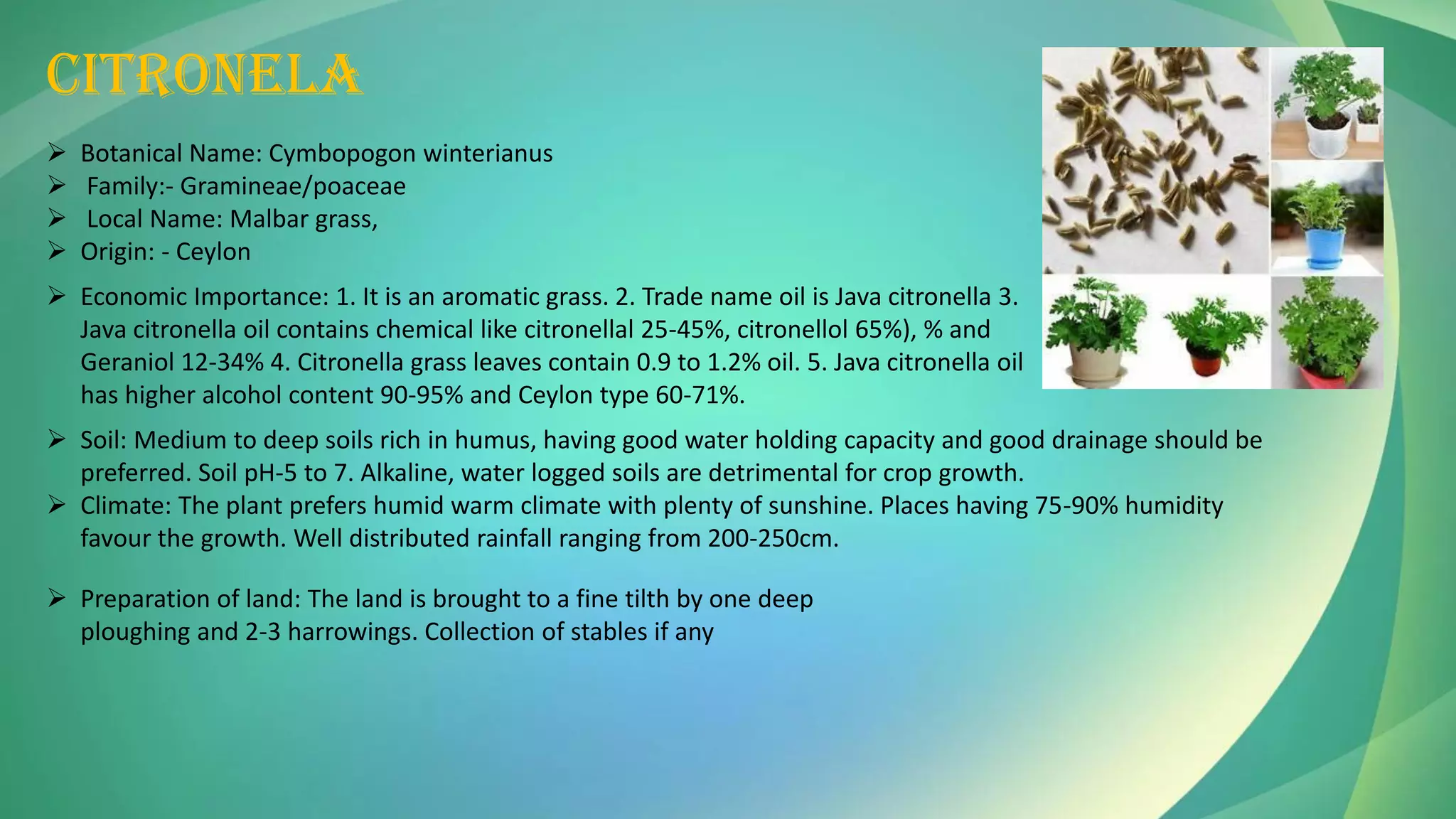 CITRONELA
➢ Botanical Name: Cymbopogon winterianus
➢ Family:- Gramineae/poaceae
➢ Local Name: Malbar grass,
➢ Origin: - Ceylon
➢ Economic Importance: 1. It is an aromatic grass. 2. Trade name oil is Java citronella 3.
Java citronella oil contains chemical like citronellal 25-45%, citronellol 65%), % and
Geraniol 12-34% 4. Citronella grass leaves contain 0.9 to 1.2% oil. 5. Java citronella oil
has higher alcohol content 90-95% and Ceylon type 60-71%.
➢ Soil: Medium to deep soils rich in humus, having good water holding capacity and good drainage should be
preferred. Soil pH-5 to 7. Alkaline, water logged soils are detrimental for crop growth.
➢ Climate: The plant prefers humid warm climate with plenty of sunshine. Places having 75-90% humidity
favour the growth. Well distributed rainfall ranging from 200-250cm.
➢ Preparation of land: The land is brought to a fine tilth by one deep
ploughing and 2-3 harrowings. Collection of stables if any
 