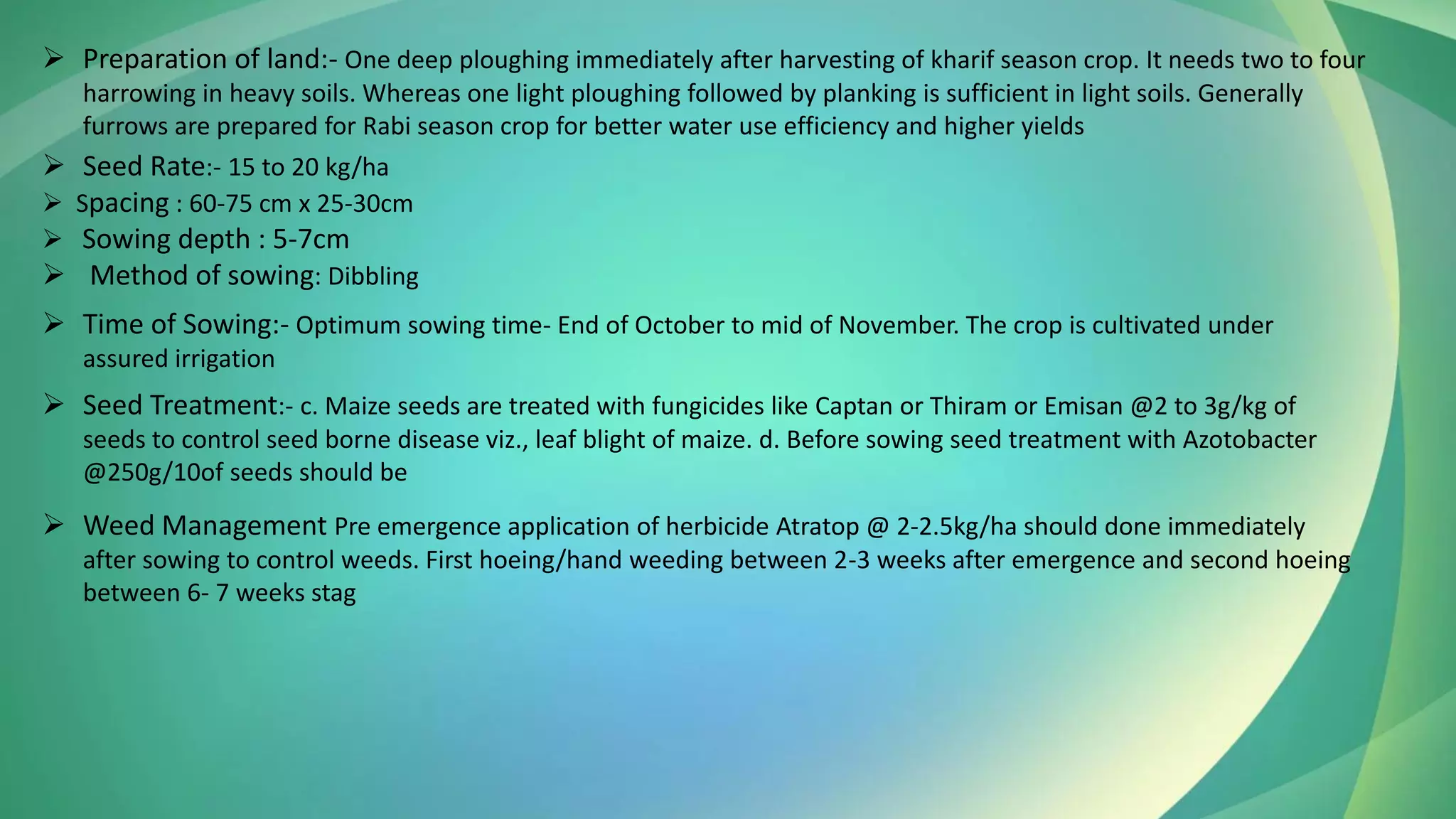 ➢ Preparation of land:- One deep ploughing immediately after harvesting of kharif season crop. It needs two to four
harrowing in heavy soils. Whereas one light ploughing followed by planking is sufficient in light soils. Generally
furrows are prepared for Rabi season crop for better water use efficiency and higher yields
➢ Time of Sowing:- Optimum sowing time- End of October to mid of November. The crop is cultivated under
assured irrigation
➢ Seed Treatment:- c. Maize seeds are treated with fungicides like Captan or Thiram or Emisan @2 to 3g/kg of
seeds to control seed borne disease viz., leaf blight of maize. d. Before sowing seed treatment with Azotobacter
@250g/10of seeds should be
➢ Seed Rate:- 15 to 20 kg/ha
➢ Spacing : 60-75 cm x 25-30cm
➢ Sowing depth : 5-7cm
➢ Method of sowing: Dibbling
➢ Weed Management Pre emergence application of herbicide Atratop @ 2-2.5kg/ha should done immediately
after sowing to control weeds. First hoeing/hand weeding between 2-3 weeks after emergence and second hoeing
between 6- 7 weeks stag
 