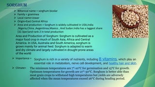 ➢ B0tanical name = sorghum bicolar
➢ Family = graminea
➢ Local name=Jowar
➢ Origin=East Central Africa
➢ Area and production = Sorghum is widely cultivated in USA,India
,Nigeria,China ,Aegentinaa,Maxico , And Sudan.India has a laggest share
[32.3per]and rank 2 in total production
Area and Production of Sorghum: Sorghum is cultivated as a
major food crop in much of South Asia, Africa and Central
America. In USA, Australia and South America, sorghum is
grown mainly for animal feed. Sorghum is adapted to warm
and dry climate and largely cultivated in drought prone areas
of the world
Sorghum is rich in a variety of nutrients, including B vitamins, which play an
essential role in metabolism, nerve cell development, and healthy hair and skin.
➢ Importance =
The minimum temperatures are 7°-10°C for germination and 15°C for growth.
Optimum temperatures for growth are 27°-30°C. Sorghum is better able than
most grain crops to withstand high temperatures but yields are adversely
affected when the mean temperatures exceed 26°C during heading period.
➢ Climate=
SORGHUM
 