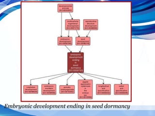 Embryonic development ending in seed dormancy
 