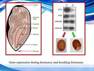 Gene expression during dormancy and breaking dormancy
 