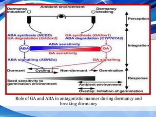 Role of GA and ABA in antagonistic manner during dormancy and
breaking dormancy
 