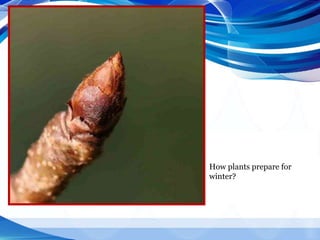 How plants prepare for
winter?
 