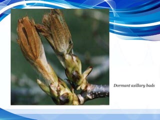 Dormant axillary buds
 