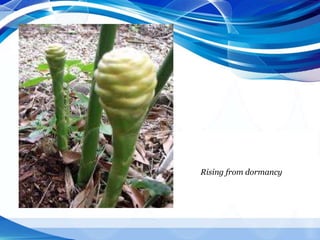Rising from dormancy
 