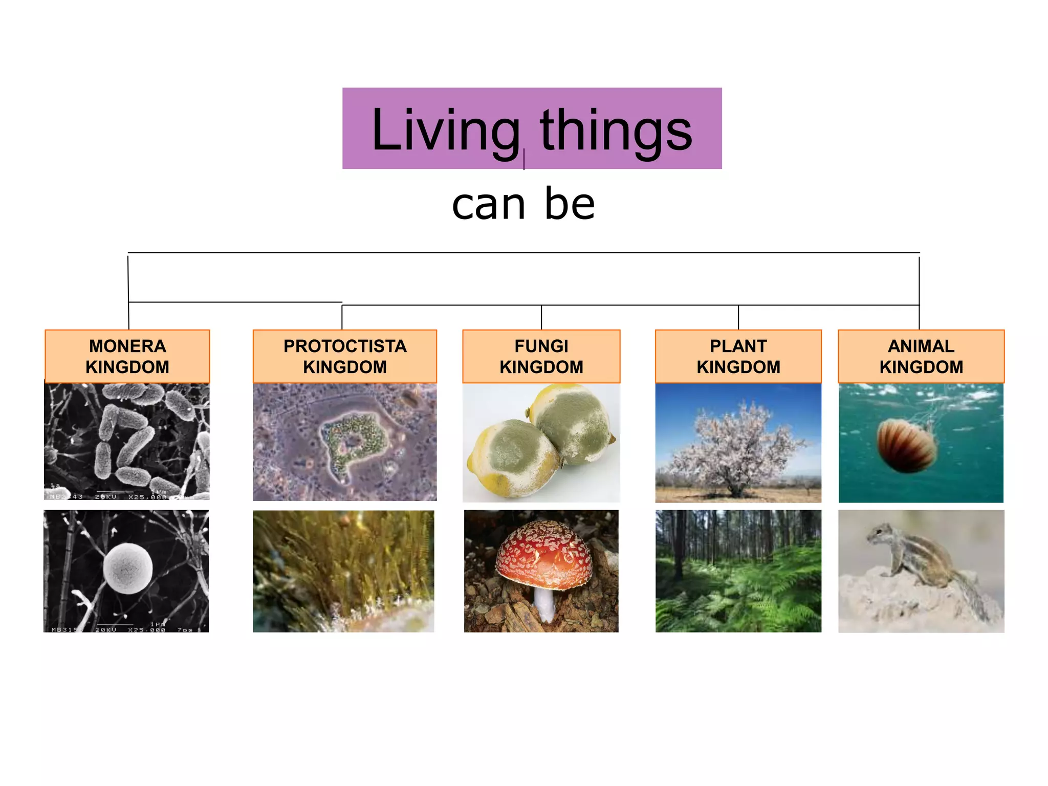 Year 5 - Natural Science - Unit 2: CLASSIFICATION OF LIVING THINGS | PPTX