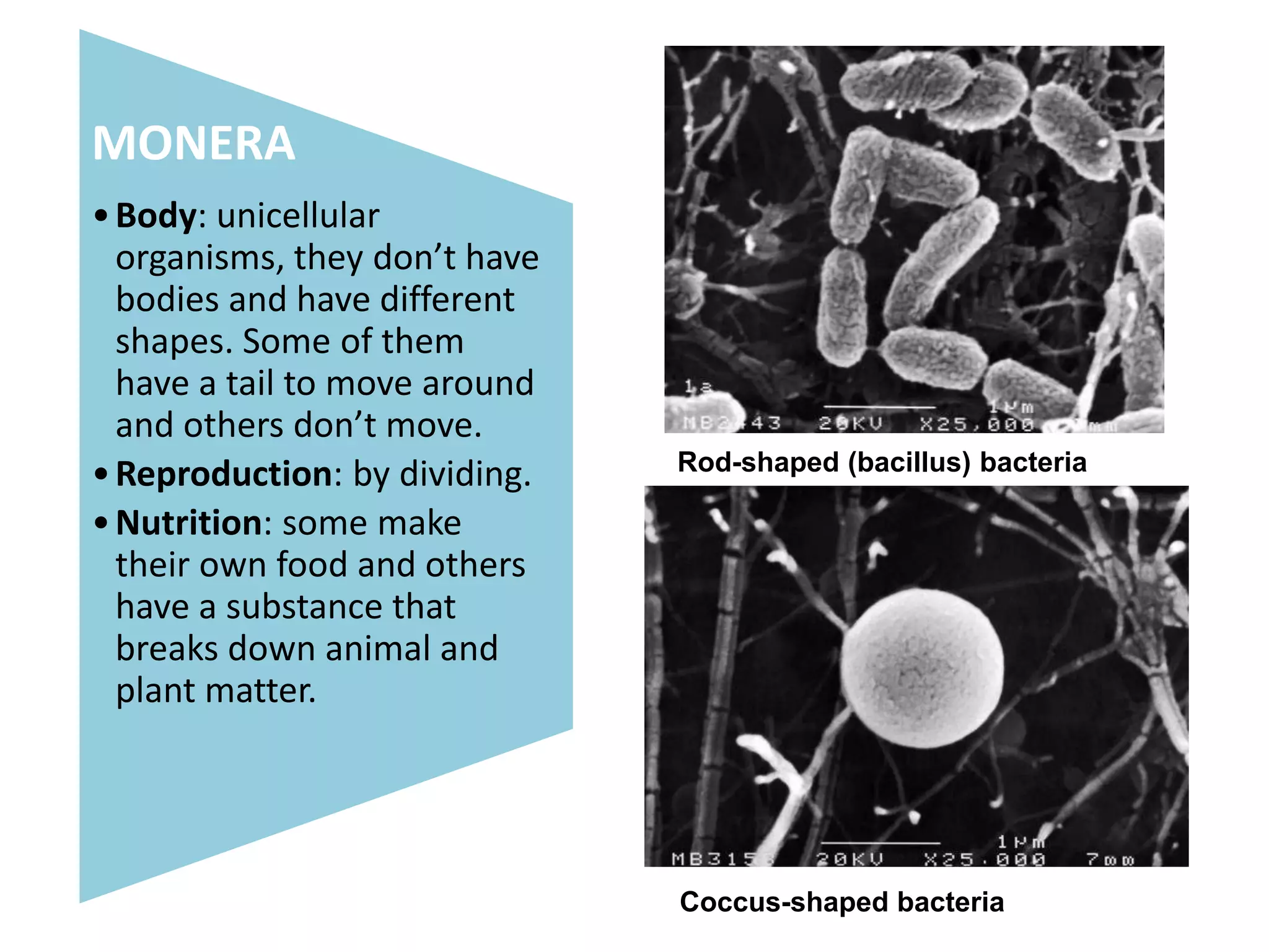 Year 5 - Natural Science - Unit 2: CLASSIFICATION OF LIVING THINGS | PPTX