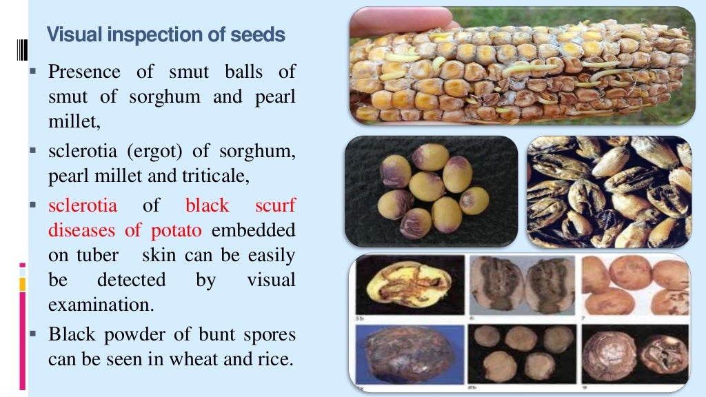 Seed borne diseases seminar