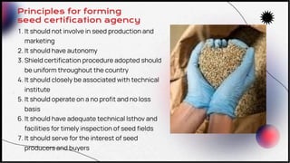 Seed Certification Phase and Procedure for Certification | PDF