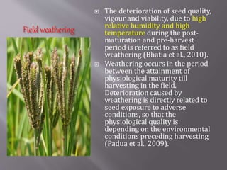 Field weathering
 The deterioration of seed quality,
vigour and viability, due to high
relative humidity and high
temperature during the post-
maturation and pre-harvest
period is referred to as field
weathering (Bhatia et al., 2010).
 Weathering occurs in the period
between the attainment of
physiological maturity till
harvesting in the field.
Deterioration caused by
weathering is directly related to
seed exposure to adverse
conditions, so that the
physiological quality is
depending on the environmental
conditions preceding harvesting
(Padua et al., 2009).
 