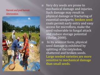 Harvest and post harvest
deterioration
 Very dry seeds are prone to
mechanical damage and injuries.
Such damage may result in
physical damage or fracturing of
essential seedparts; broken seed
coats permit early entry and easy
access for microflora, make the
seed vulnerable to fungal attack
and reduce storage potential
(Shelar, 2008).
 In its severest form, physical
seed damage is exhibited by
splitting of the cotyledon,
shattered and broken seeds.
Large seeded varieties are more
sensitive to mechanical damage
than small seeds.
 