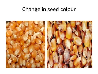 Change in seed colour
 