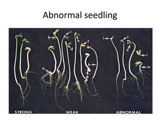 Abnormal seedling
 