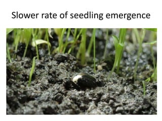 Slower rate of seedling emergence
 