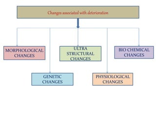 Changes associated with deterioration
MORPHOLOGICAL
CHANGES
ULTRA
STRUCTURAL
CHANGES
BIO CHEMICAL
CHANGES
GENETIC
CHANGES
PHYSIOLOGICAL
CHANGES
 