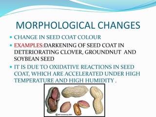 MORPHOLOGICAL CHANGES
 CHANGE IN SEED COAT COLOUR
 EXAMPLES:DARKENING OF SEED COAT IN
DETERIORATING CLOVER, GROUNDNUT AND
SOYBEAN SEED
 IT IS DUE TO OXIDATIVE REACTIONS IN SEED
COAT, WHICH ARE ACCELERATED UNDER HIGH
TEMPERATURE AND HIGH HUMIDITY .
 