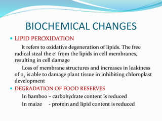 BIOCHEMICAL CHANGES
 LIPID PEROXIDATION
It refers to oxidative degeneration of lipids. The free
radical steal the e- from the lipids in cell membranes,
resulting in cell damage
Loss of membrane structures and increases in leakiness
of o2 is able to damage plant tissue in inhibiting chloroplast
development
 DEGRADATION OF FOOD RESERVES
In bamboo – carbohydrate content is reduced
In maize - protein and lipid content is reduced
 